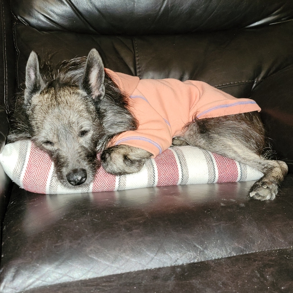 Blueberry Cozy Small Dog Hoodie With Leash Hole - Picture 2 of 14